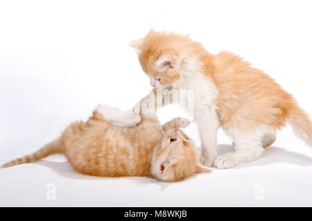 Two little red kittins having a play fight Stock Photo