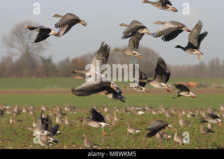 Grauwe Ganzen in vlucht; Greylag Geese in flight Stock Photo