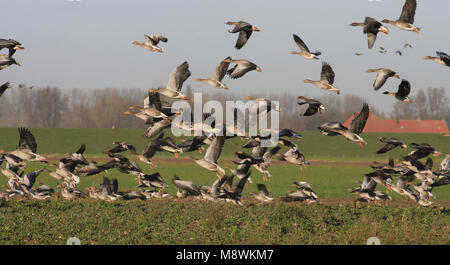Grauwe Ganzen in vlucht; Greylag Geese in flight Stock Photo