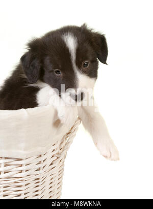 Newborn 5 week old border collie puppy in a laundry basket Stock Photo