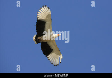 Palmgier in de vlucht; Palm-nut Vulture in flight Stock Photo