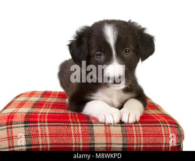 Cute 5 week old border collie puppy on a red pillow Stock Photo