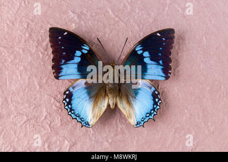 Charaxes Smaragdalis or Western Blue Charaxes in English as found in Maka, Central Republic of Africa Stock Photo