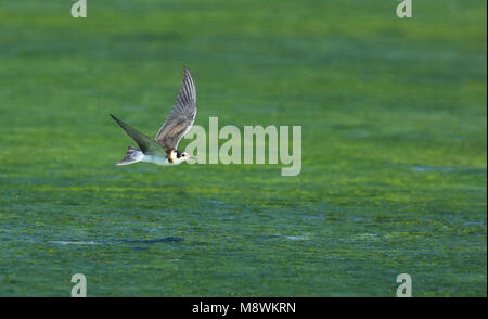 Jonge Zwarte Stern in vlucht; Black Tern juvenile in flight Stock Photo