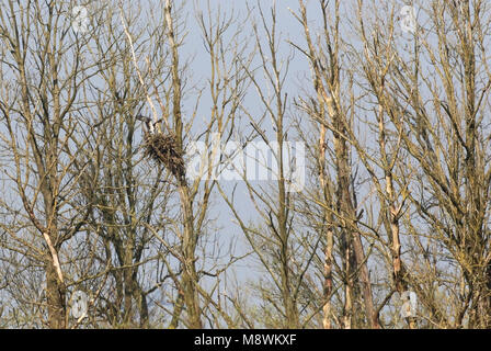 In 2016 broedde de visarend voor het eerst in ons land (Biesbosch); First breeding record of Osprey in the Netherlands Stock Photo