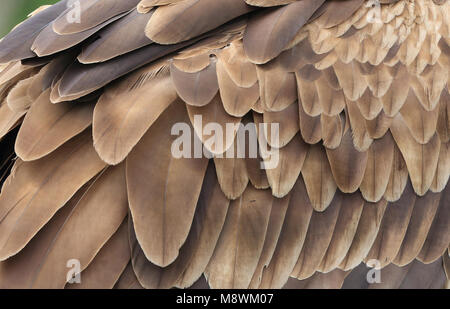 Zeearend, White-tailed Eagle, Haliaeetus albicilla Stock Photo