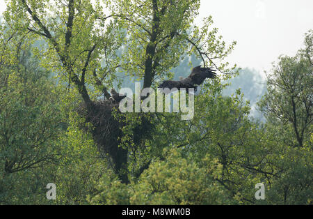 Een koppel broedende zeearenden in de Biesbosch