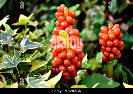 The Arum family is famous for wide-leaved foliage plants with unique flowers. The color here comes from two beautiful parts: The deep green wide leave Stock Photo
