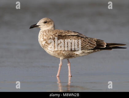 Juveniele Kleine Mantelmeeuw, Juvenile Lesser Black-backed Gull Stock Photo