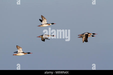 Middelste Zaagbekken in vlucht, Red-breasted Mergansers in flight Stock Photo