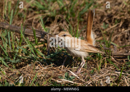 Rosse Waaierstaart, Rufous-tailed Scrub-Robin Stock Photo