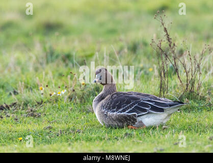 Toendrarietgans rustend op Vlieland; Tundra Bean Goose (Anser serrirostris) just arrived from breeding ground on Vlieland, Netherlands Stock Photo