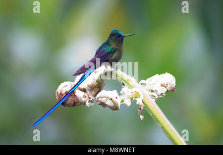 Mannetje Violetstaartnimf zittend op een bloem; Male Violet-tailed Sylph perched on a tropical flower Stock Photo