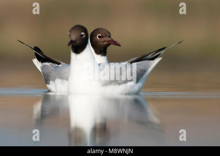 Kokmeeuwen zwemmend; Common Black-headed Gulls swimming Stock Photo