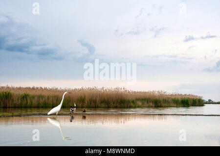 Grote Zilverreiger lopend in water bij rietkraag; Western Great Egret walking in water near reed bed Stock Photo