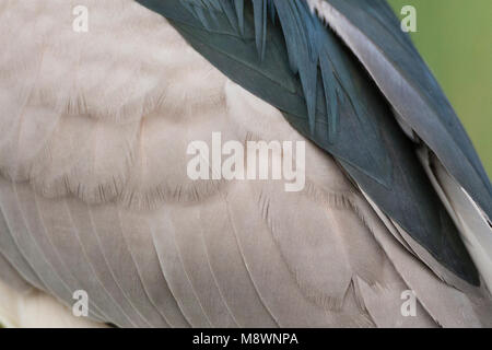 Close up van Kwak verenkleed; Close up of Black-crowned Night Heron plumage Stock Photo