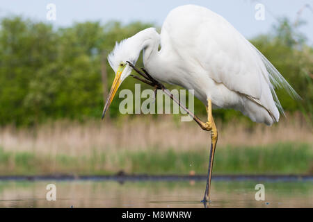 Grote Zilverreiger zichzelf krabbend in water; Western Great Egret scratching itself in water Stock Photo