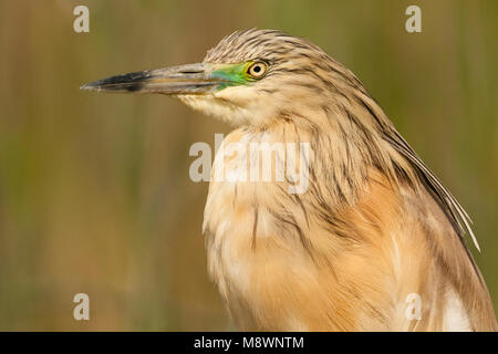 Ralreiger volwassen portret, Squacco Heron adult portrait Stock Photo