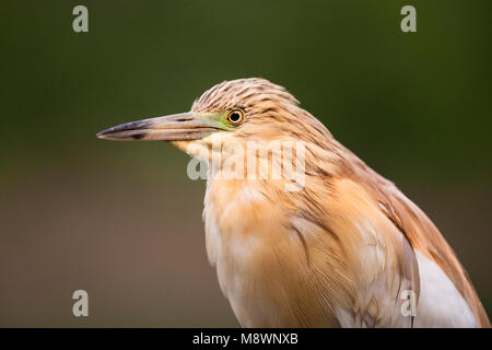 Ralreiger volwassen portret, Squacco Heron adult portrait Stock Photo