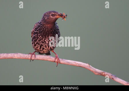 Spreeuw zittend op tak met prooi in bek; Common Starling perched on branch with prey in beak Stock Photo