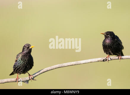 Spreeuwen zittend op tak; Common Starlings perched on branch Stock Photo