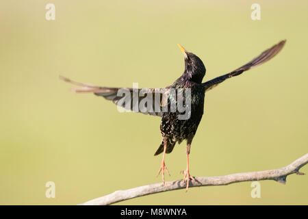 Spreeuw opstijgend van tak; Common Starling taking off from branch Stock Photo