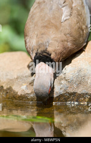 African Mourning Dove, Streptopelia decipiens, Streptopelia decipiens Stock Photo