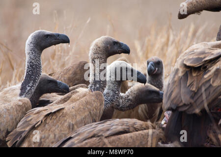 Witruggier, African White-backed Vulture, Gyps africanus Stock Photo