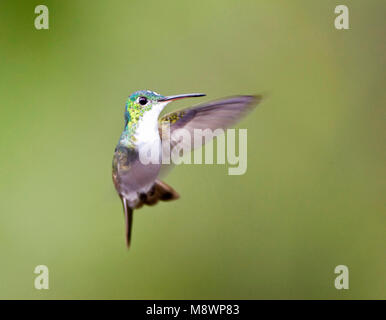 Biddende Andesamazilia; Hovering Andean Emerald Stock Photo