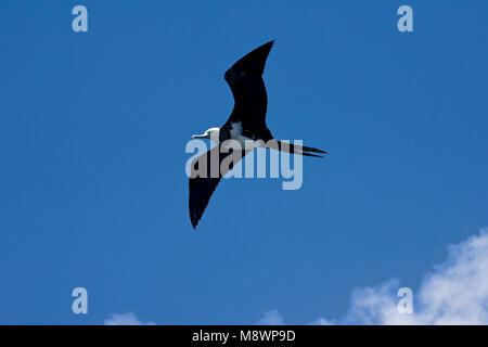 Ascension Frigatebird, Ascensionfregatvogel, Fregata aquila Stock Photo