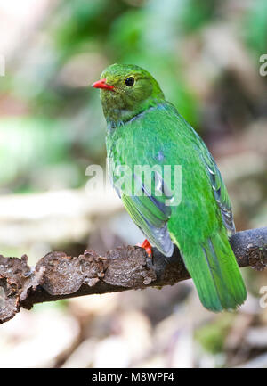 Groen-zwarte Cotinga, Green-and-black Fruiteater, Pipreola riefferii Stock Photo