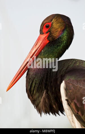 Portret van een Zwarte Ooievaar;  Close-up of a Black Stork Stock Photo