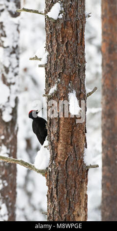 Zwarte Specht man; Black Woodpecker male Stock Photo
