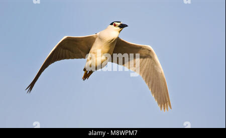 Volwassen Kwak in de vlucht; Adult Black-crowned Night-heron in flight Stock Photo