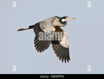 Black-headed Heron in flight Stock Photo