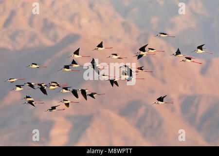 Steltkluut groep in vlucht, Black-winged Stilt group in flight on migration Stock Photo