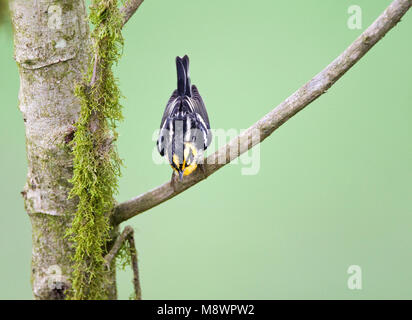 Oranjekeelzanger overwinterend in Ecuador; Blackburnian Warbler wintering in Ecuador Stock Photo