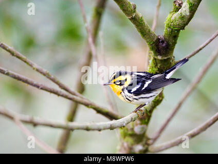 Oranjekeelzanger overwinterend in Ecuador; Blackburnian Warbler wintering in Ecuador Stock Photo