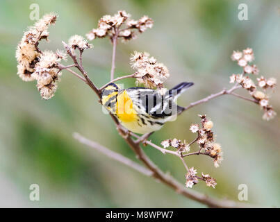 Oranjekeelzanger overwinterend in Ecuador; Blackburnian Warbler wintering in Ecuador Stock Photo