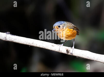 Grijskapdwergmierpitta, Slate-crowned Antpitta, Grallaricula nana Stock Photo