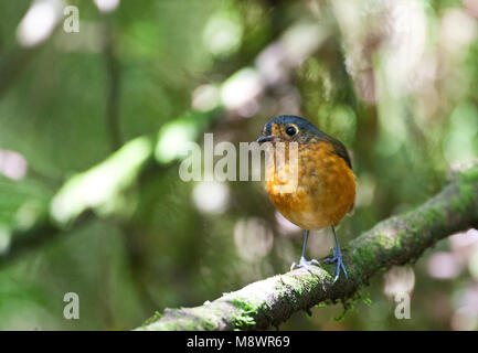 Grijskapdwergmierpitta, Slate-crowned Antpitta, Grallaricula nana Stock Photo