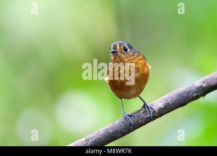 Grijskapdwergmierpitta, Slate-crowned Antpitta Stock Photo