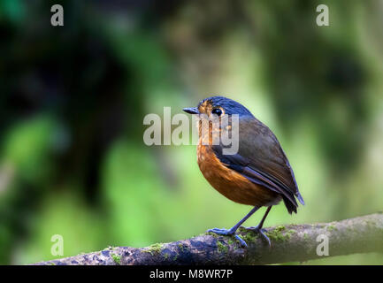 Grijskapdwergmierpitta, Slate-crowned Antpitta Stock Photo