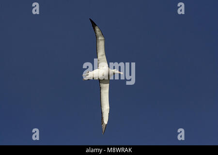 Snowy (Wandering) Albatross flying; Grote Albatros vliegend Stock Photo