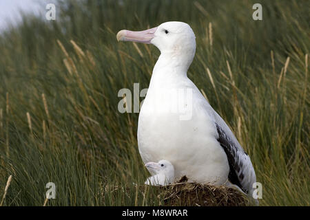 Grote Albatros jong op zijn nest; Snowy (Wandering) Albatross immature ...