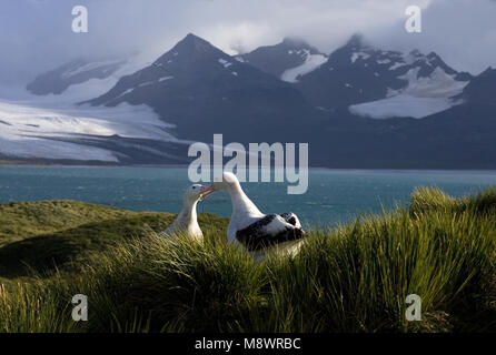 Snowy (Wandering) Albatross, Grote Albatros, Diomedea (exulans) exulans Stock Photo