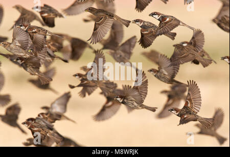 Spaanse Mus groep opvliegend; Spanish Sparrow flock flying Stock Photo