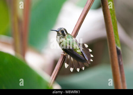 Zwartoorkolibrie; peckled Hummingbird Stock Photo