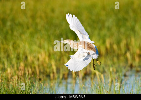 Onvolwassen Ralreiger in de vlucht; Immature Squacco heron in flight Stock Photo