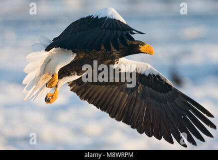 Stellers Sea-eagle adult flying; Steller-zeearend volwassen vliegend Stock Photo